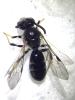 Lasioglossum bimaculatum